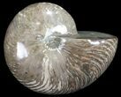 Polished Nautilus Fossil - Huge Specimen! #61341-1